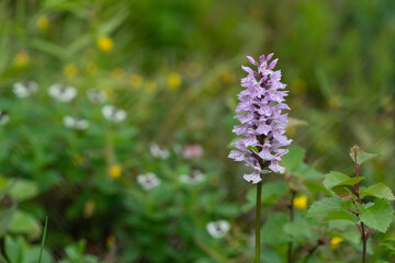 The common spotted orchid ( Dactylorhiza fuchsii)