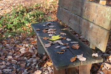 Yellow maple leaves falling on a park bench in autumn