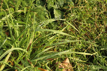 
Raindrops lie on the green autumn grass in the early morning