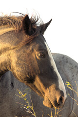 Wild Horses, black mare portrait