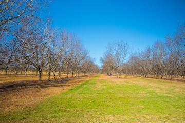 Rows of pecan trees and green grass in the south during the Fall