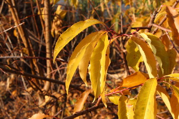 Raindrops lie on yellow autumn leaves