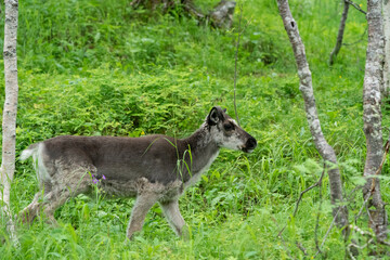 The Norwegian reindeer (Rangifer tarandus tarandus)