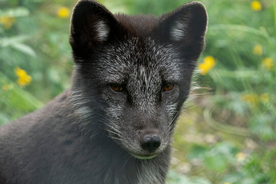 Portrait of the Arctic fox (Vulpes lagopus)