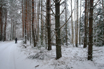 Extreme Sport race. Winter fatbiking challenge. Winter frosty day in a beautiful snowy forest.