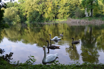 Stadko łabędzi niemych wraz z młodymi na stawie w ogrodzie pałacu w Pawłowicach koło Wrocławia, Polska, Cygnus olor