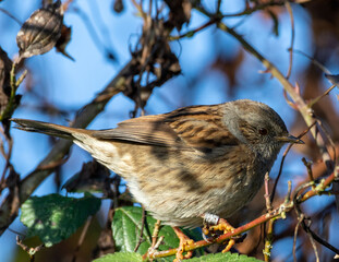 Dunnock, a sub species of sparrow on a branch.