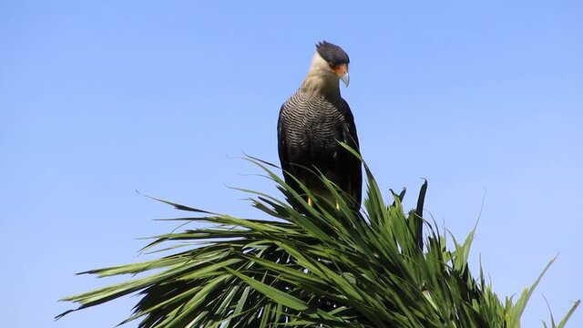 A southern crested caracara (Caracara plancus), also known as southern caracara, perched on top of a fishtail palm (Caryota urens) looking around while a smaller bird tries to dislodge it.
