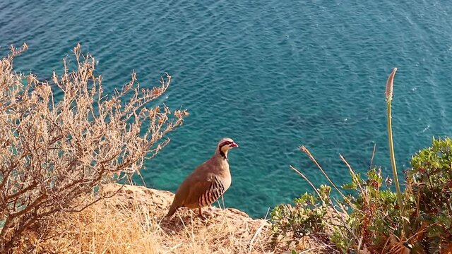 Chukar partridge (Alectoris chukar) bird standing on cliff in Greece near blue vivid Aegean sea in sunset