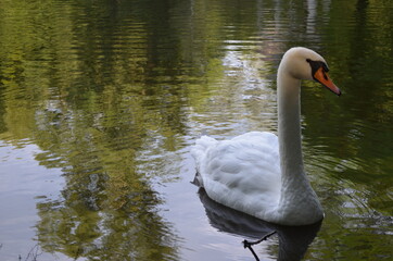 Dorosły łabędź niemy na wodzie w piękny słoneczny ranek, Cygnus olor - obrazy, fototapety, plakaty