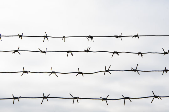 Barbed wire on a white background, wire fence, military object.