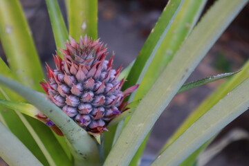 flor de piña