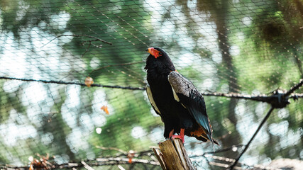 black bird with orange nose and legs on a branch in a cage