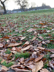 autumn leaves on the ground