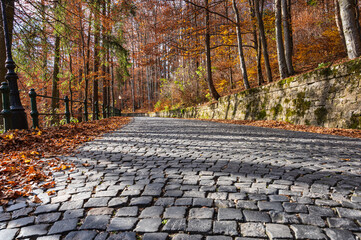 Cobblestone road in the forest in autumn