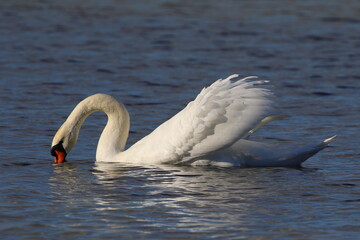 Obraz premium The mute swan floats on the water. The mating season.