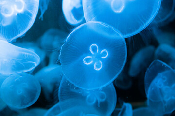 jellyfish medusa small baby in a tank back lit 