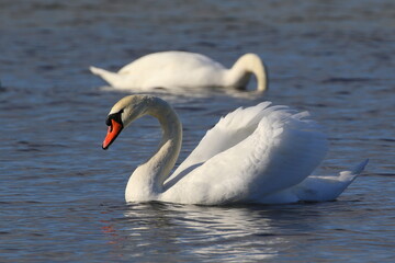 Fototapeta premium swans on the see