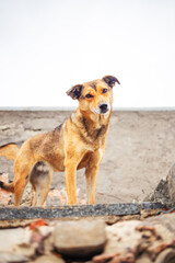 Dog on a background of gray sky