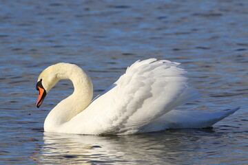 The mute swan floats on the water. The mating season.