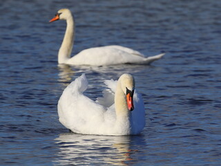 swans on the see