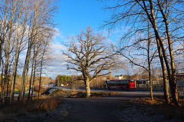 Järfälla, Stockholm, Sweden. November 27, 2020. A traditional Swedish red bus at a asphalt road. Plenty of trees and one big oak tree next to the road. Nice weather this autumn day.