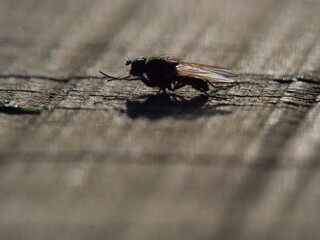 a fly on a wooden table close up fly