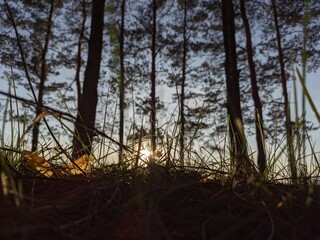 Obraz premium sunset in the forest