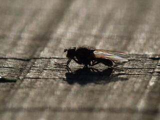 a fly on a wooden table close up fly
