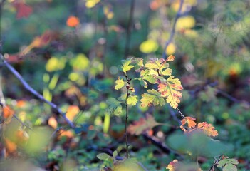 Small tree with yellow leaves in the autumn forest