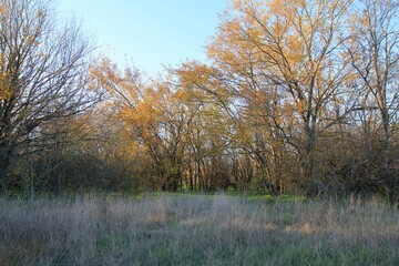 Trees with yellow leaves in the autumn forest