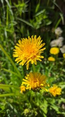 yellow dandelion flowers