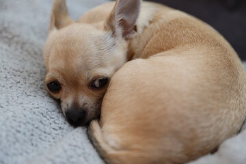 Closeup portrait of small funny beige mini chihuahua dog, puppy, blurred background