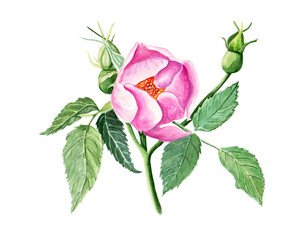 Fototapeta premium Watercolor illustration of pink flower of rose hip with branch and leaves for beautiful design on white isolated background