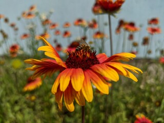 red and yellow flowers