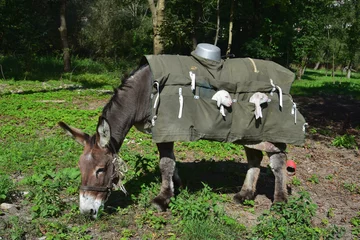 Fototapeten Esel A donkey nanny carrying young lambs in special saddlebags. Bergamo, Lombardy, Italy.  © Susanne Fritzsche
