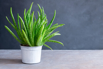 Live aloe vera plant in white flowerpot, natural organic cosmetic ingredients for sensitive skin, alternative medicine