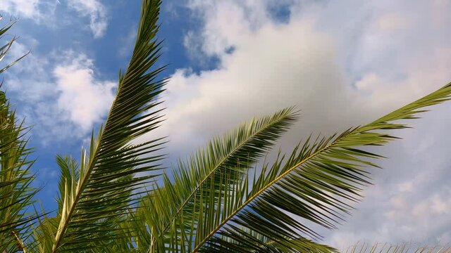 palm tree leaves against the sky. rest and travel. tropics. 