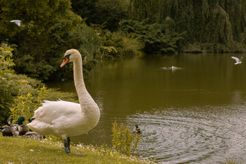 Goose on lake and green park background 