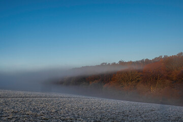 UK - Hertfordshire - Frithsden Copse