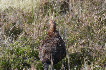 Grouse on yorkshire moors
