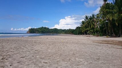 beach with palm trees