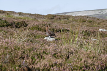 Grouse on yorkshire moors