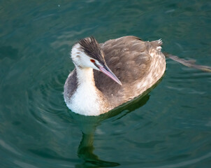 Solitary creted grebe with its winter plumage staying on the shores of the Upper Zurich Lake (Obersee) for the Winter season, Switzerland