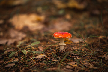 red mushroom in the forest fly agaric poisonous autumn woods fallen leaves yellow