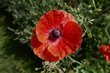 Red poppy flower