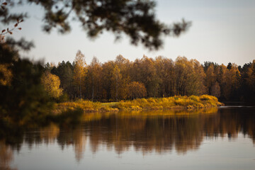 autumn scenery with yellow leaf trees over a swamp overgrown lake with blue sky 