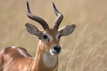 Ugandan kob antelope free ranging the African savanna