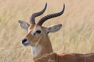 Naklejka na ściany i meble Ugandan kob antelope free ranging the African savanna