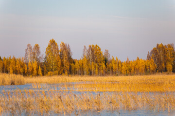 autumn scenery with yellow leaf trees over a swamp overgrown lake with blue sky birch tree Latvia,...